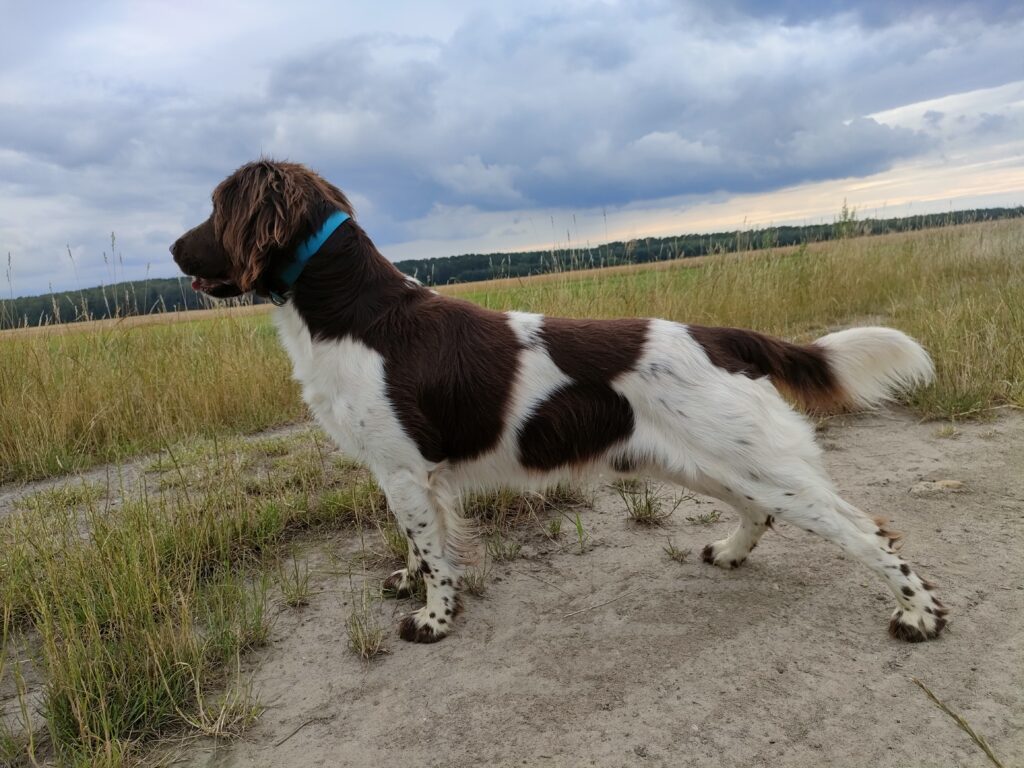 Mały Munsterlander pies Baron v. Dijamanti – hodowla psów myśliwskich Z Prastarej Kniei