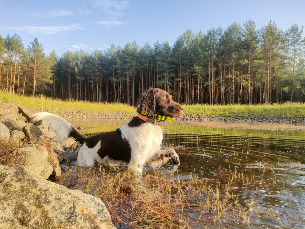 Mały Münsterländer Brus z Prastarej Kniei – hodowla psów myśliwskich w Polsce