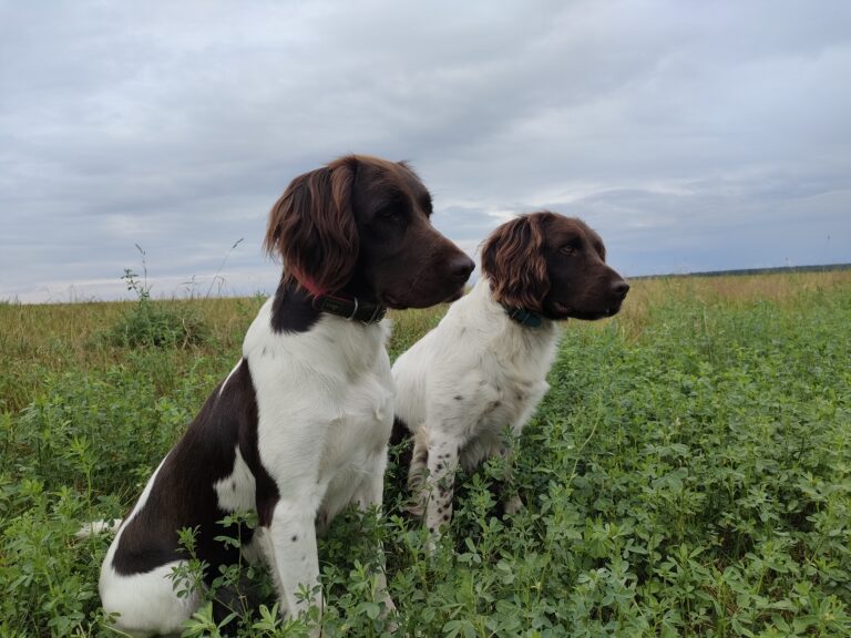 Psy myśliwskie Mały Münsterländer Baron i Aria z hodowli Z Prastarej Kniei w pozycji siad