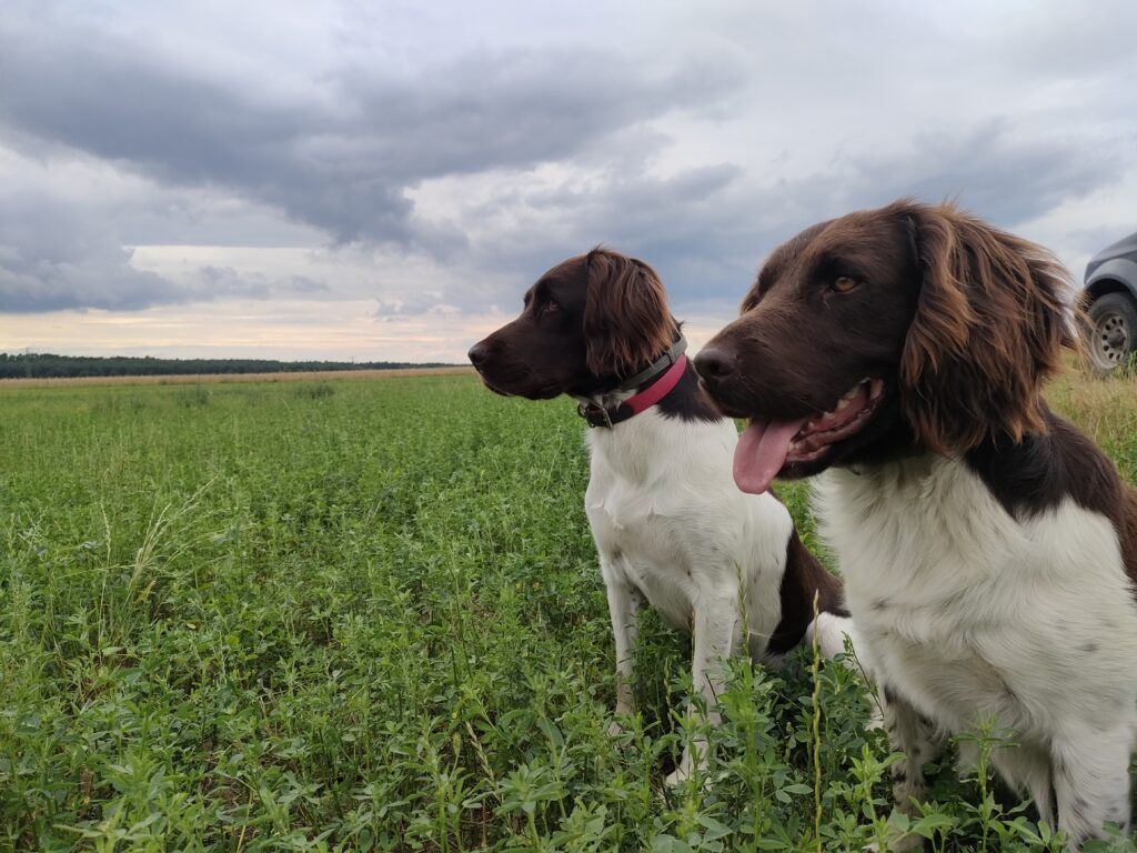 Baron i Aria – Małe Münsterländery z hodowli Z Prastarej Kniei podczas treningu posłuszeństwa