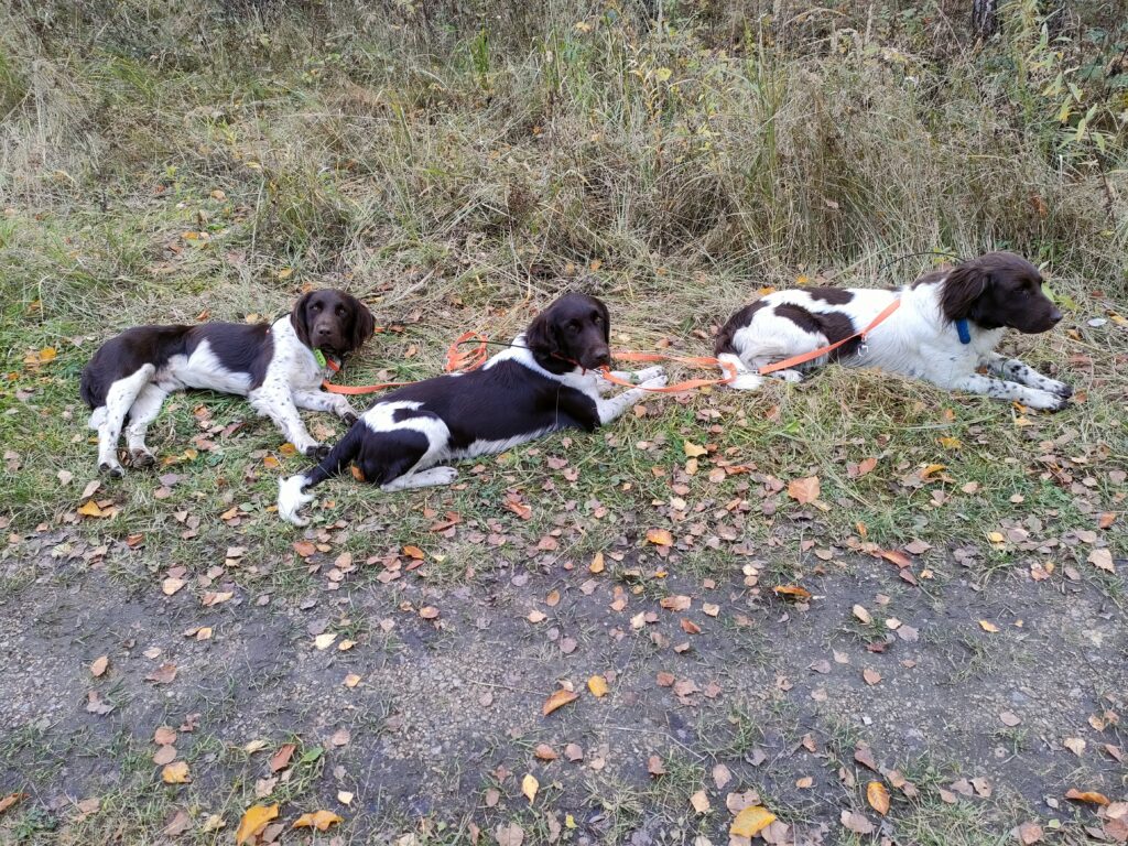 Psy Mały Münsterländer z hodowli Z Prastarej Kniei odpoczywające po pracy w lesie