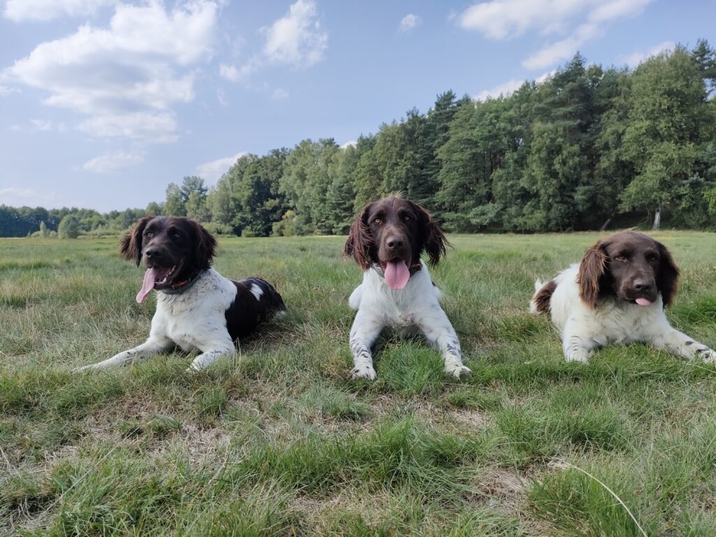Małe Münsterländery z hodowli Z Prastarej Kniei w pozycji waruj na tle krajobrazu leśnego