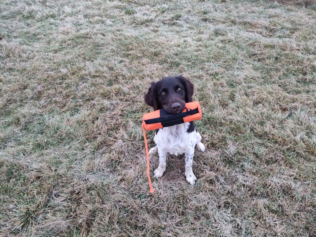 Suka Mały Münsterländer Axa z hodowli Z Prastarej Kniei z aportem w kufie