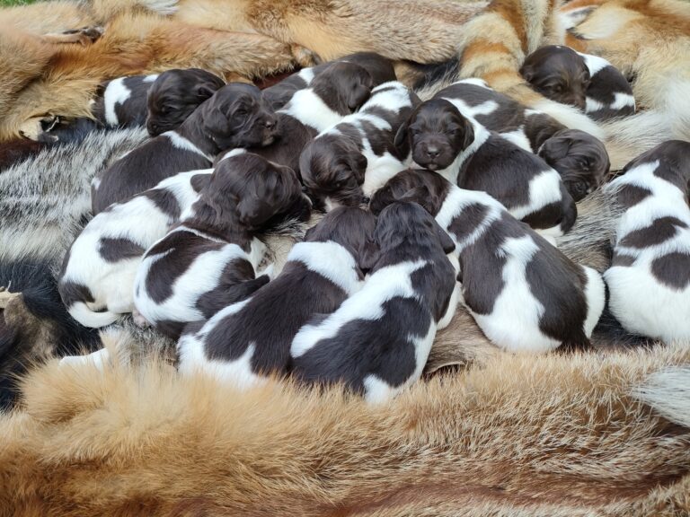 Mały Münsterländer miot A z Prastarej Kniei – hodowla psów myśliwskich w Polsce