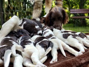 Aria v. Dijamanti – suka Mały Munsterlander z miotem szczeniąt