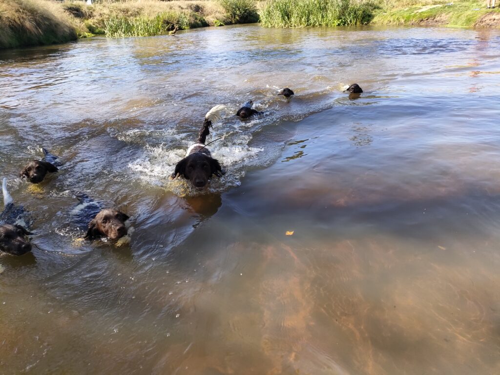 Młode Małe Münsterländery z hodowli Z Prastarej Kniei pływające w rzece