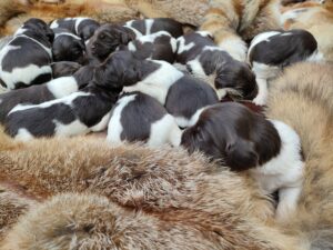 Szczenięta z hodowli Z Prastarej Kniei zaczynają reagować na dźwięki