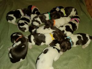 Młode szczenięta Małego Münsterländera śpiące razem na miękkim posłaniu