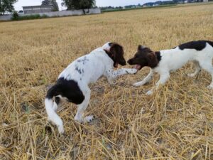 Małe Münsterländery z hodowli Z Prastarej Kniei podczas zabawy na otwartym terenie