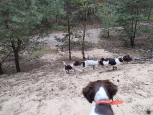Szczeniaki Małego Münsterländera z miotu B poznające środowisko łowieckie