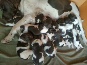 miotb szczeniaki przy matce aria z prastarejkniei