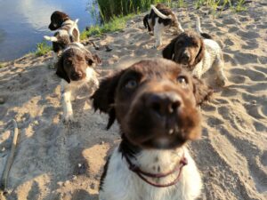 Grupa szczeniąt Małego Münsterländera eksplorująca brzeg stawu