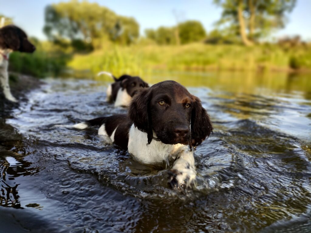 Małe Münsterländery uczą się kontaktu z wodą i trawą
