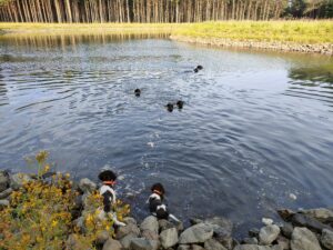 Małe Münsterländery poznające środowisko wodne w ramach socjalizacji