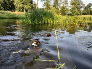Mały Münsterländer szczeniak uczący się odwagi i pracy w wodzie