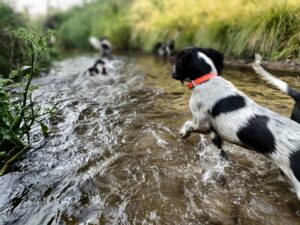 Młode psy myśliwskie Mały Münsterländer poznające wodę i reagujące na gwizdek przewodnika