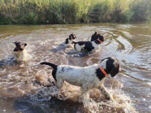 Małe Münsterländery z miotu B oswajające się z wodą w stawie