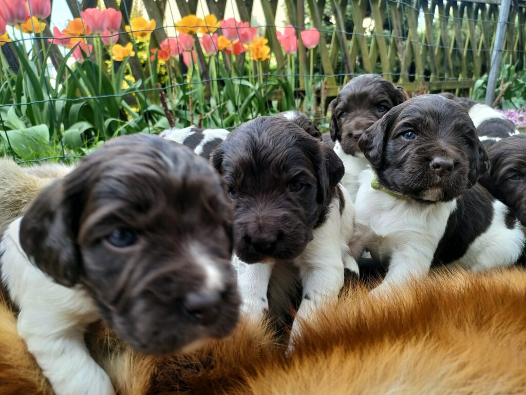Młode Małe Münsterländery z miotu B zaczynające reagować na człowieka