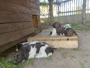Szczenięta Małego Münsterländera leżące na wybiegu w cieniu po spacerze