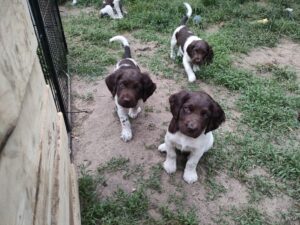 Młode Małe Münsterländery poznające otoczenie w przydomowej zagrodzie