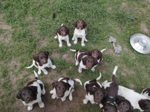 Szczeniaki Małego Münsterländera spokojnie siedzącce w swojej zagrodzie po zabawie