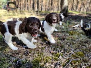 Szczeniaki Mały Münsterländer z miotu A w leśnym poszyciu