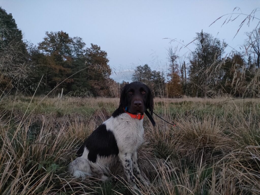 Brus z Prastarej Kniei Mały Münsterländer