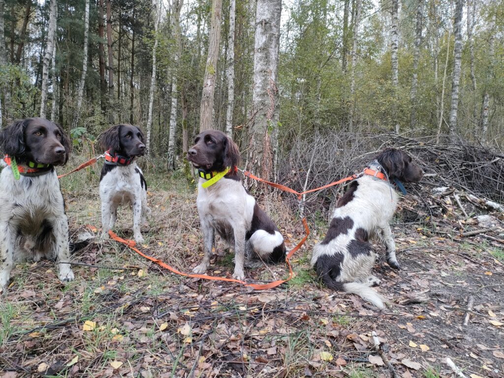 Psy myśliwskie Mały Münsterländer przed pracy w lesie