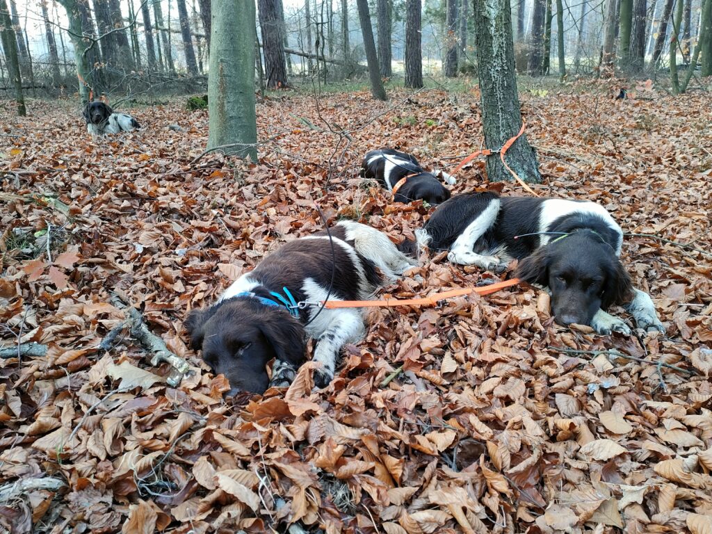 Cztery psy Mały Münsterländer z hodowli Z Prastarej Kniei odpoczywające w lesie