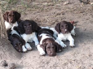 Miot A – szczeniaki Mały Münsterländer odpoczywające na słońcu