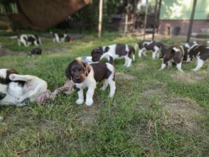 Szczeniaki Mały Münsterländer z miotu A na wybiegu
