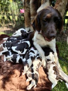 Miot A – szczeniaki Mały Münsterländer odpoczywające przy matce po karmieniu