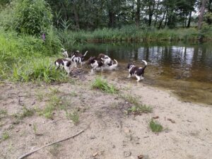 Szczeniaki Mały Münsterländer z miotu A przy brzegu stawu