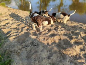 Szczeniaki Mały Münsterländer z miotu A przy wodzie