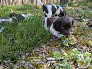 kniei.jpg Miot A – szczeniaki Mały Münsterländer w lesie podczas socjalizacji