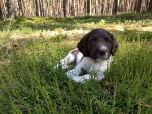 Szczeniaki Mały Münsterländer z miotu A bawiące się na mchu w lesie
