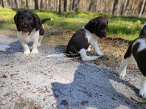 Miot A – szczeniaki Mały Münsterländer eksplorujące teren