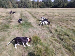 Miot A – szczeniaki Mały Münsterländer biegające po łące