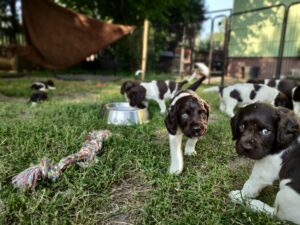 Szczeniaki Mały Münsterländer w swojej zagrodzie hodowlanej