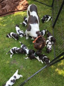 Szczeniaki Mały Münsterländer z miotu A w zagrodzie hodowlanej Z Prastarej Kniei