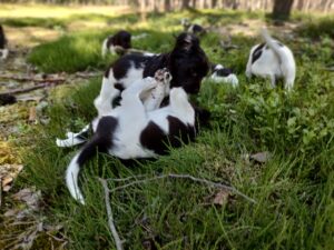 Szczeniaki Mały Münsterländer z hodowli Z Prastarej Kniei podczas zabawy