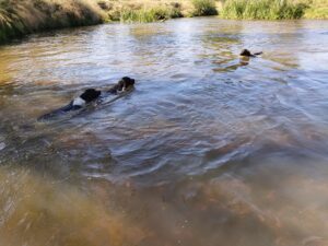 Miot A – szczeniaki Mały Münsterländer podczas treningu i zabawy w wodzie