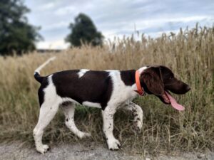 Szczeniak Mały Münsterländer z hodowli Z Prastarej Kniei w trakcie spaceru