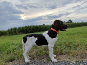 Szczeniak Mały Münsterländer z hodowli Z Prastarej Kniei podczas spaceru po łące