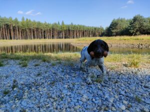Młody Mały Münsterländer z miotu B z hodowli Z Prastarej Kniei po raz pierwszy trenuje aport z wody