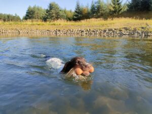 Szczeniak Mały Münsterländer z miotu B aportujący przedmiot z wody
