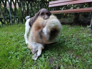 Szczeniak Mały Münsterländer z miotu A w trakcie nauki aportu