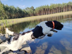 Szczeniak Mały Münsterländer z miotu B z hodowli Z Prastarej Kniei skaczący do wody podczas treningu