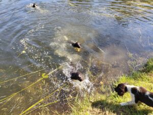 Szczeniaki Mały Münsterländer z miotu A w wodzie