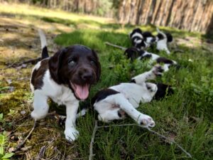 Miot A – pierwsze spacery szczeniaków Mały Münsterländer